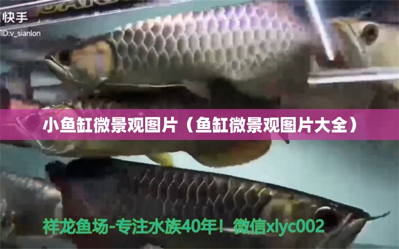 小魚缸微景觀圖片（魚缸微景觀圖片大全）