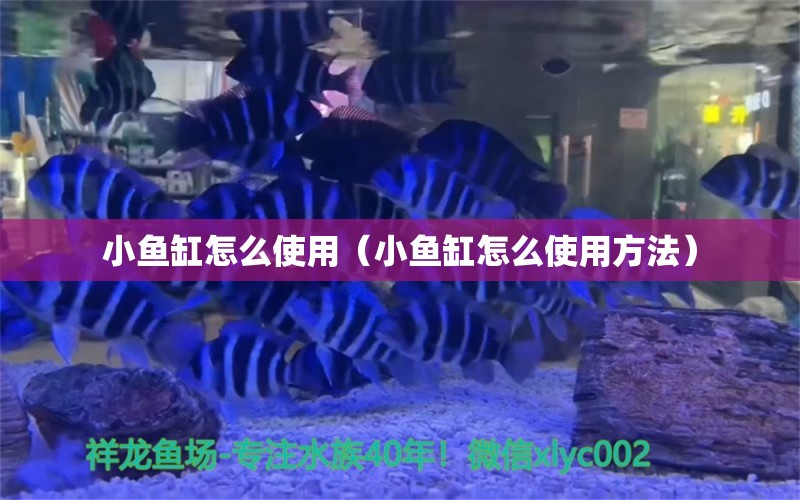 小魚缸怎么使用（小魚缸怎么使用方法）