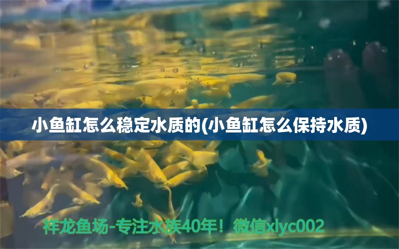 小魚缸怎么穩(wěn)定水質的(小魚缸怎么保持水質) 全國水族館企業(yè)名錄