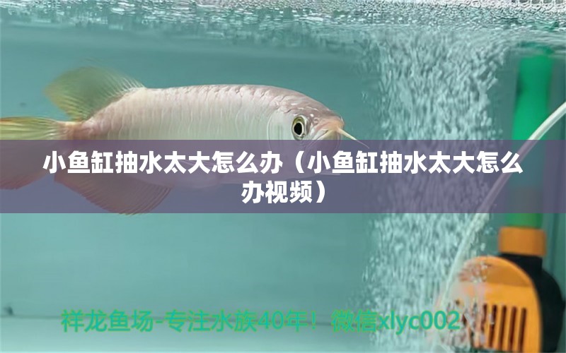 小魚缸抽水太大怎么辦（小魚缸抽水太大怎么辦視頻）