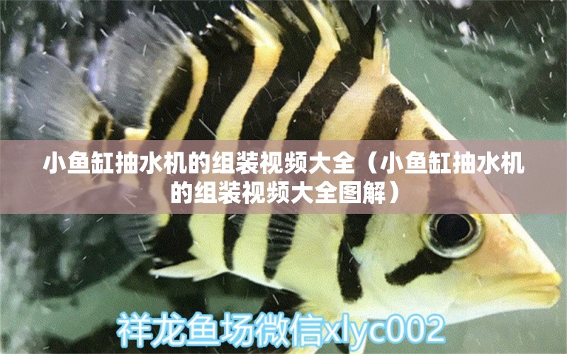 小魚(yú)缸抽水機(jī)的組裝視頻大全（小魚(yú)缸抽水機(jī)的組裝視頻大全圖解）