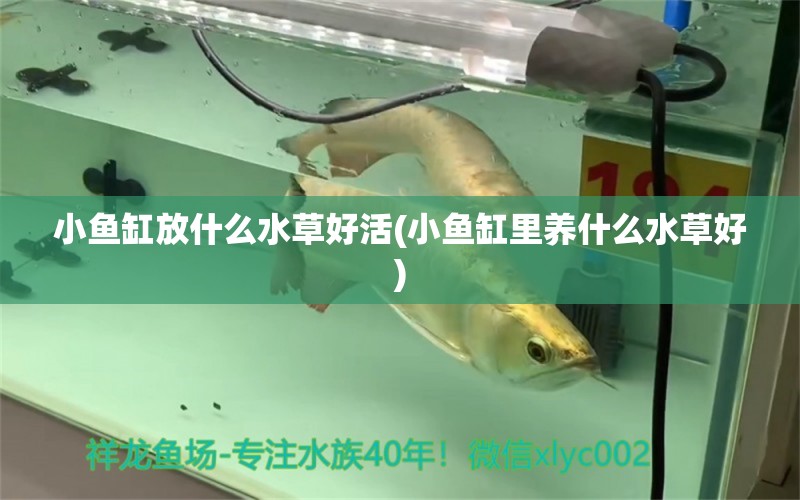 小魚缸放什么水草好活(小魚缸里養(yǎng)什么水草好) 水草