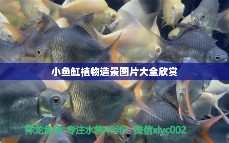 小魚缸植物造景圖片大全欣賞