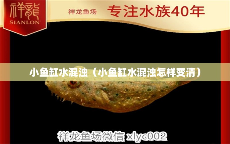 小魚缸水混濁（小魚缸水混濁怎樣變清） 埃及神仙魚