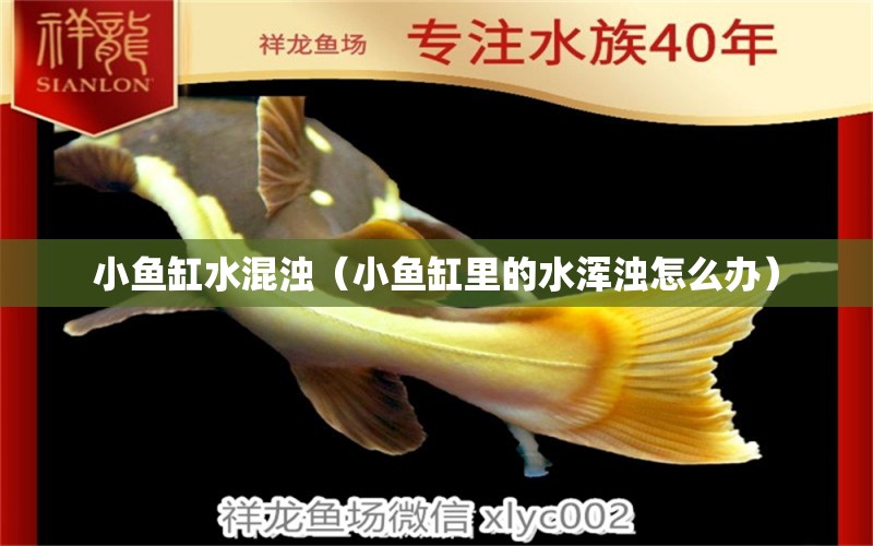 小魚缸水混濁（小魚缸里的水渾濁怎么辦）