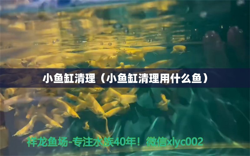 小魚缸清理（小魚缸清理用什么魚）