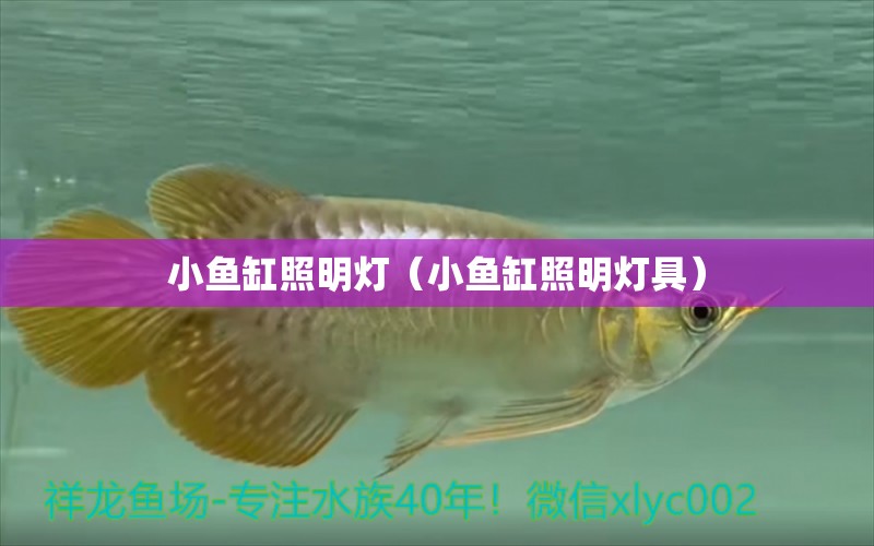 小魚缸照明燈（小魚缸照明燈具）