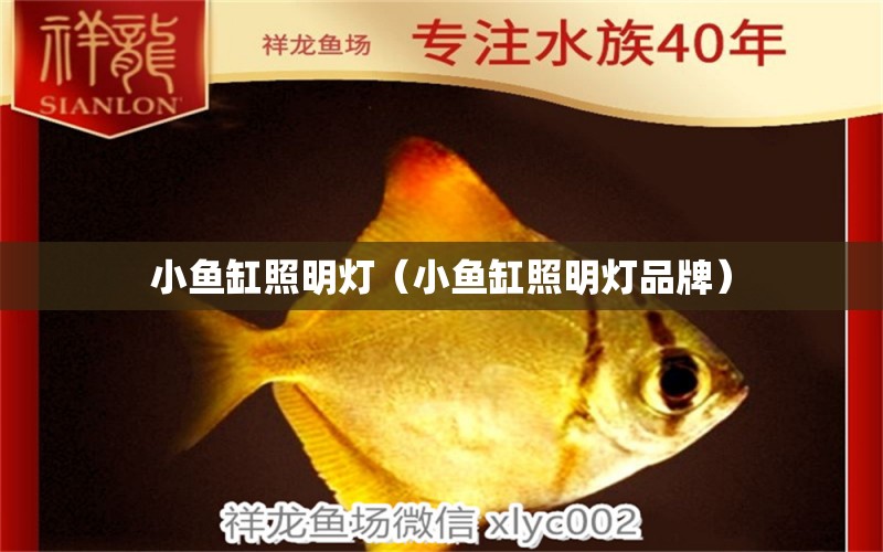 小魚缸照明燈（小魚缸照明燈品牌）