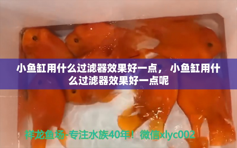 小魚缸用什么過濾器效果好一點， 小魚缸用什么過濾器效果好一點呢