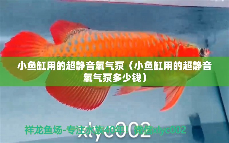 小魚缸用的超靜音氧氣泵（小魚缸用的超靜音氧氣泵多少錢） 祥龍水族醫(yī)院