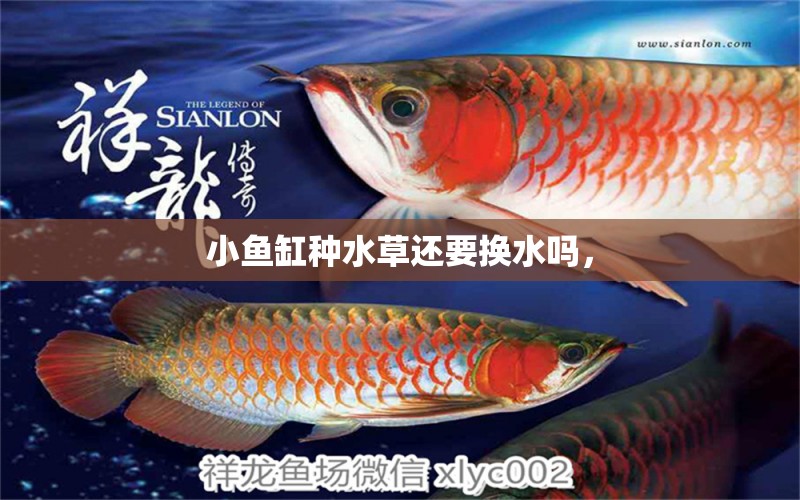 小魚(yú)缸種水草還要換水嗎， 水草