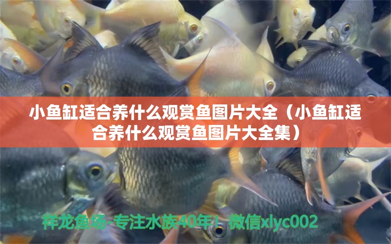 小魚缸適合養(yǎng)什么觀賞魚圖片大全（小魚缸適合養(yǎng)什么觀賞魚圖片大全集）