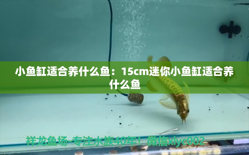 小魚缸適合養(yǎng)什么魚：15cm迷你小魚缸適合養(yǎng)什么魚