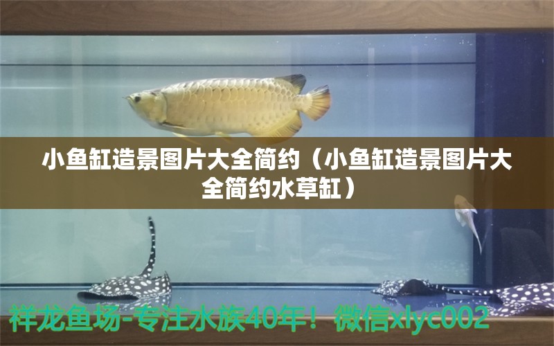 小魚缸造景圖片大全簡約（小魚缸造景圖片大全簡約水草缸） 水草