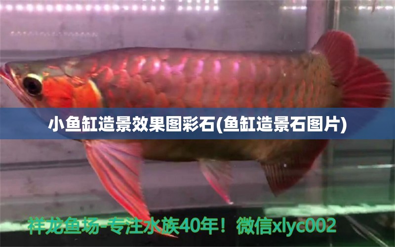 小魚缸造景效果圖彩石(魚缸造景石圖片) 賽級(jí)紅龍魚