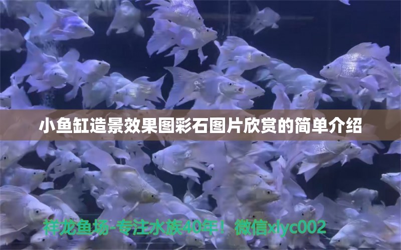 小魚缸造景效果圖彩石圖片欣賞的簡單介紹 養(yǎng)魚知識