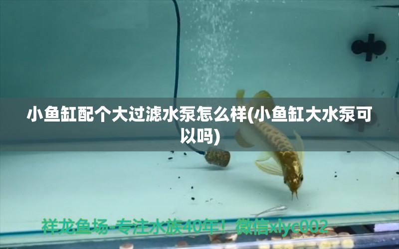 小魚缸配個(gè)大過濾水泵怎么樣(小魚缸大水泵可以嗎) 福滿鉆魚