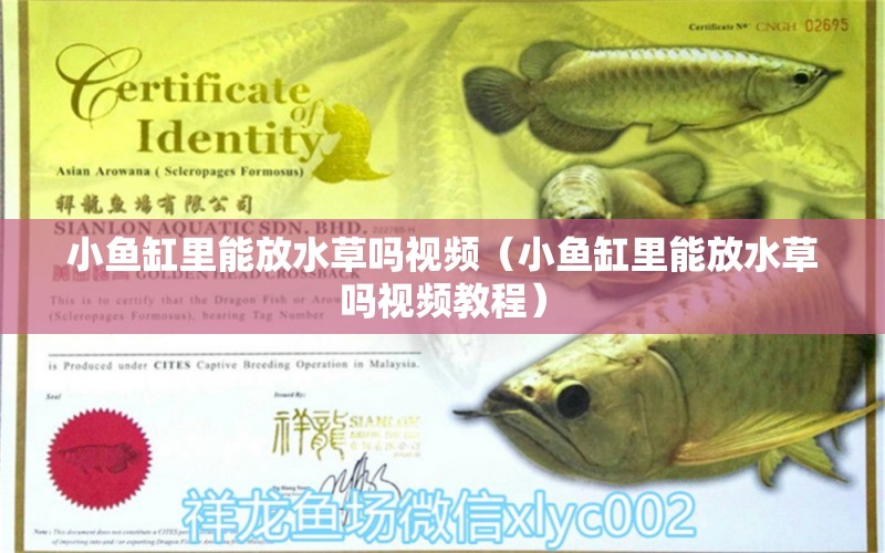 小魚缸里能放水草嗎視頻（小魚缸里能放水草嗎視頻教程） 水草