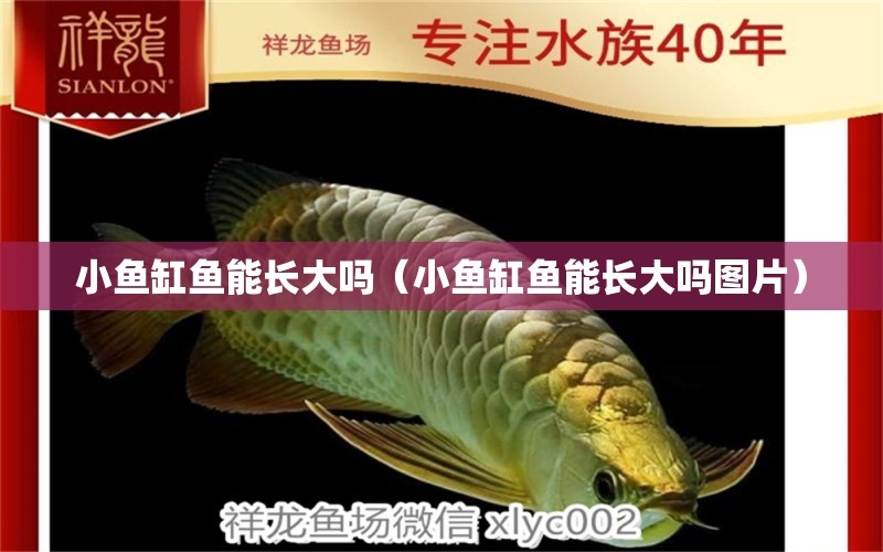 小魚缸魚能長大嗎（小魚缸魚能長大嗎圖片）