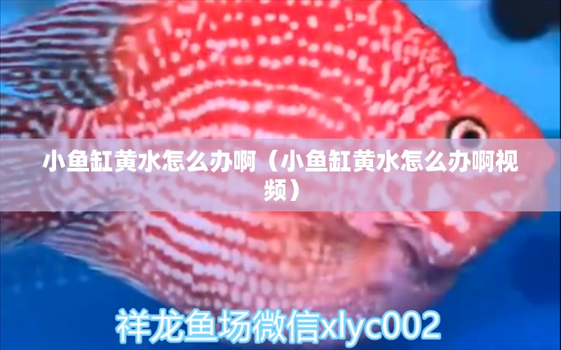 小魚缸黃水怎么辦?。ㄐ◆~缸黃水怎么辦啊視頻） 帝王血鉆魚