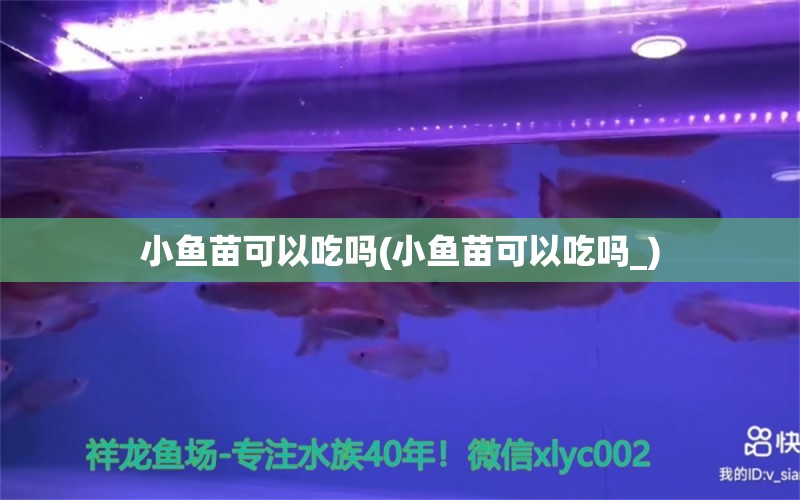 小魚苗可以吃嗎(小魚苗可以吃嗎_) 檸檬鯽