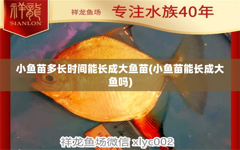 小魚(yú)苗多長(zhǎng)時(shí)間能長(zhǎng)成大魚(yú)苗(小魚(yú)苗能長(zhǎng)成大魚(yú)嗎) 虎魚(yú)魚(yú)苗