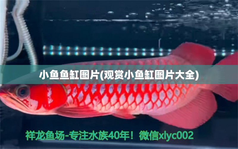 小魚魚缸圖片(觀賞小魚缸圖片大全) 廣州祥龍國際水族貿易