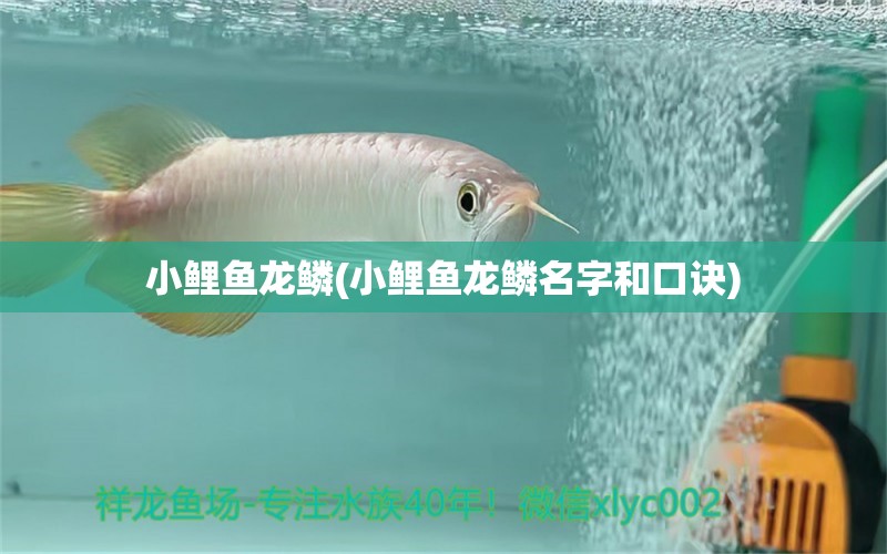 小鯉魚龍鱗(小鯉魚龍鱗名字和口訣)