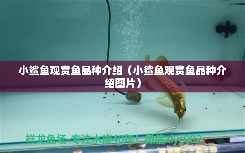 小鯊魚觀賞魚品種介紹（小鯊魚觀賞魚品種介紹圖片）