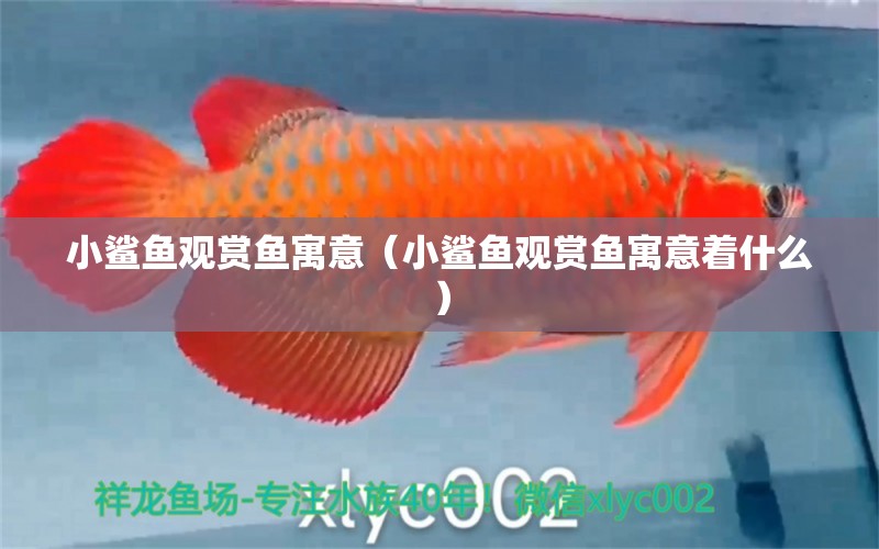 小鯊魚觀賞魚寓意（小鯊魚觀賞魚寓意著什么） 大白鯊魚