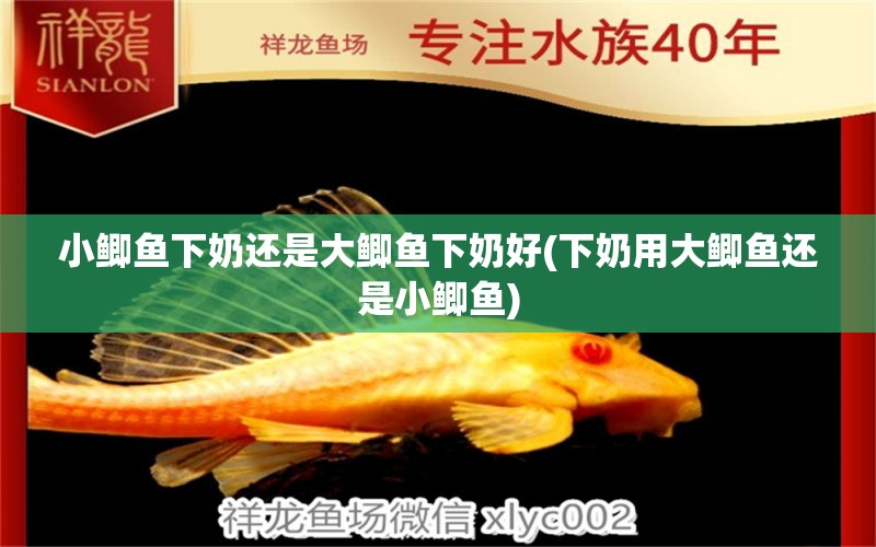 小鯽魚(yú)下奶還是大鯽魚(yú)下奶好(下奶用大鯽魚(yú)還是小鯽魚(yú))