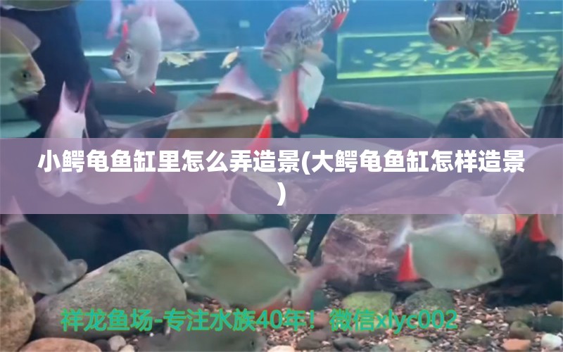 小鱷龜魚缸里怎么弄造景(大鱷龜魚缸怎樣造景)