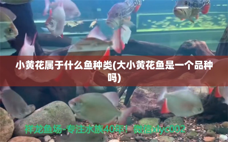 小黃花屬于什么魚種類(大小黃花魚是一個(gè)品種嗎) 一眉道人魚苗