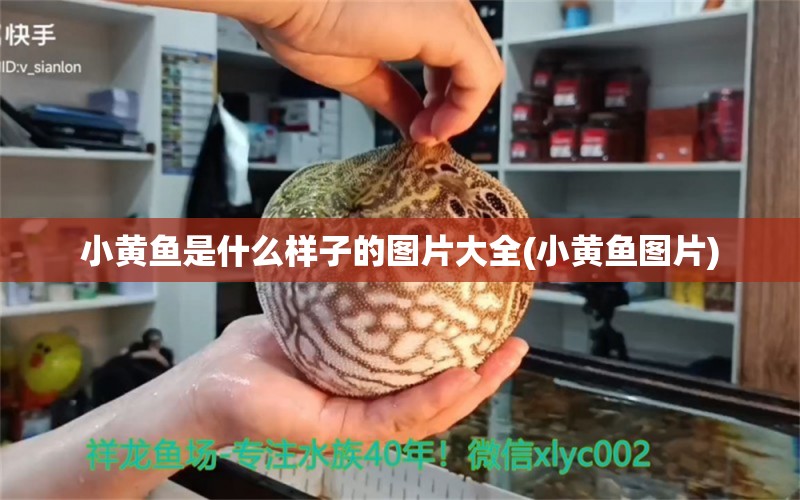 小黃魚是什么樣子的圖片大全(小黃魚圖片) 金龍福龍魚