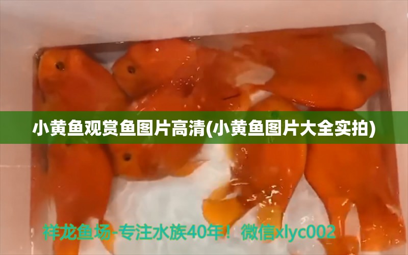 小黃魚觀賞魚圖片高清(小黃魚圖片大全實拍) 龍鳳鯉魚