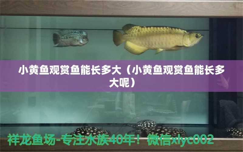 小黃魚觀賞魚能長多大（小黃魚觀賞魚能長多大呢） 祥龍水族醫(yī)院