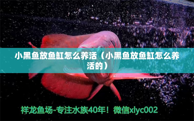 小黑魚(yú)放魚(yú)缸怎么養(yǎng)活（小黑魚(yú)放魚(yú)缸怎么養(yǎng)活的） 祥龍水族醫(yī)院