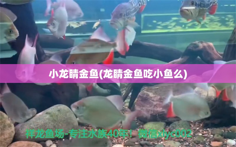 小龍睛金魚(龍睛金魚吃小魚么) 黑桃A魚苗