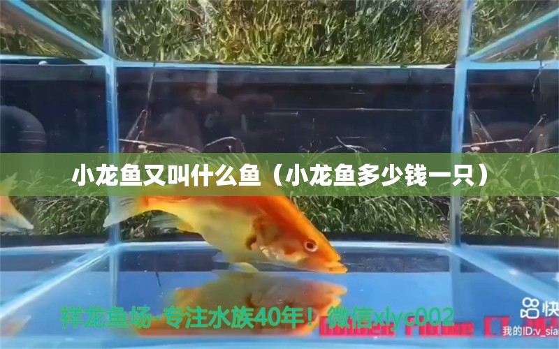 小龍魚又叫什么魚（小龍魚多少錢一只）