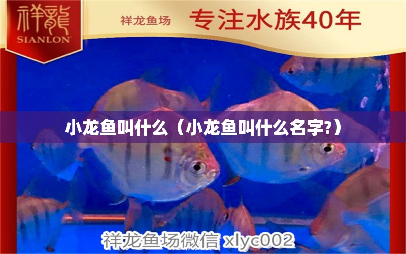 小龍魚叫什么（小龍魚叫什么名字?）