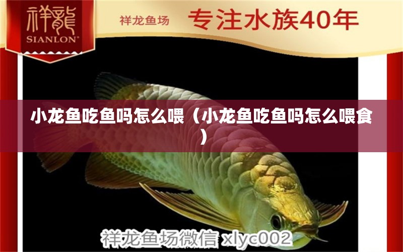 小龍魚(yú)吃魚(yú)嗎怎么喂（小龍魚(yú)吃魚(yú)嗎怎么喂食）