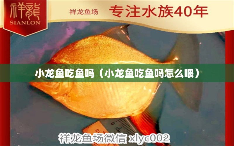 小龍魚(yú)吃魚(yú)嗎（小龍魚(yú)吃魚(yú)嗎怎么喂） 祥龍水族醫(yī)院