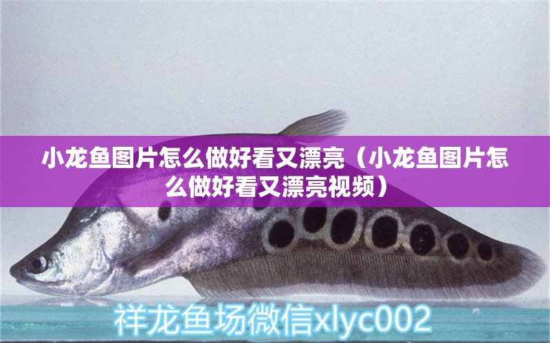 小龍魚圖片怎么做好看又漂亮（小龍魚圖片怎么做好看又漂亮視頻）