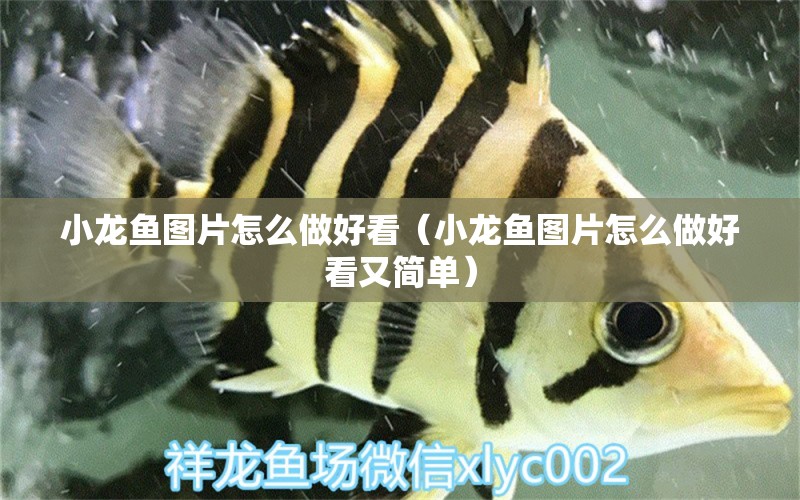 小龍魚圖片怎么做好看（小龍魚圖片怎么做好看又簡(jiǎn)單）