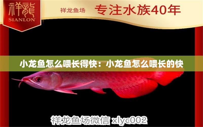 小龍魚怎么喂長(zhǎng)得快：小龍魚怎么喂長(zhǎng)的快 龍魚百科 第2張