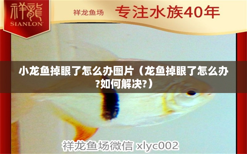 小龍魚(yú)掉眼了怎么辦圖片（龍魚(yú)掉眼了怎么辦?如何解決?） 觀賞魚(yú)批發(fā)