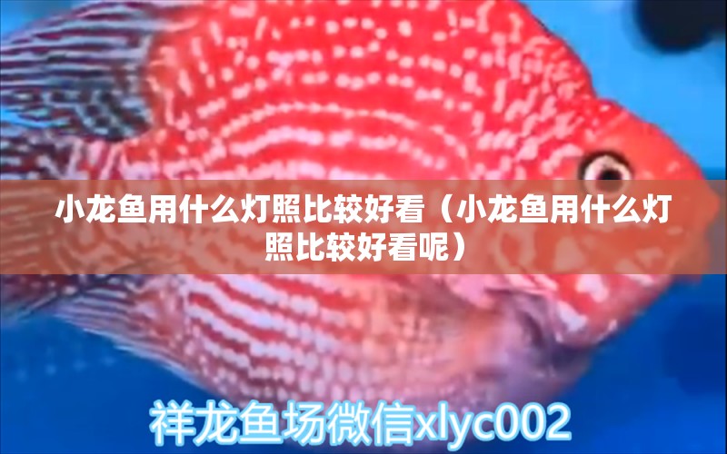 小龍魚(yú)用什么燈照比較好看（小龍魚(yú)用什么燈照比較好看呢） 觀賞魚(yú)市場(chǎng)（混養(yǎng)魚(yú)）