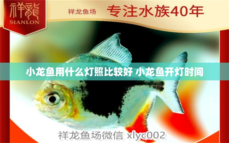 小龍魚用什么燈照比較好 小龍魚開燈時間 賽級紅龍魚 第1張