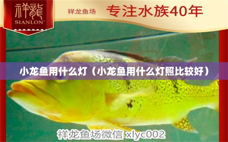 小龍魚用什么燈（小龍魚用什么燈照比較好） 觀賞魚市場（混養(yǎng)魚）