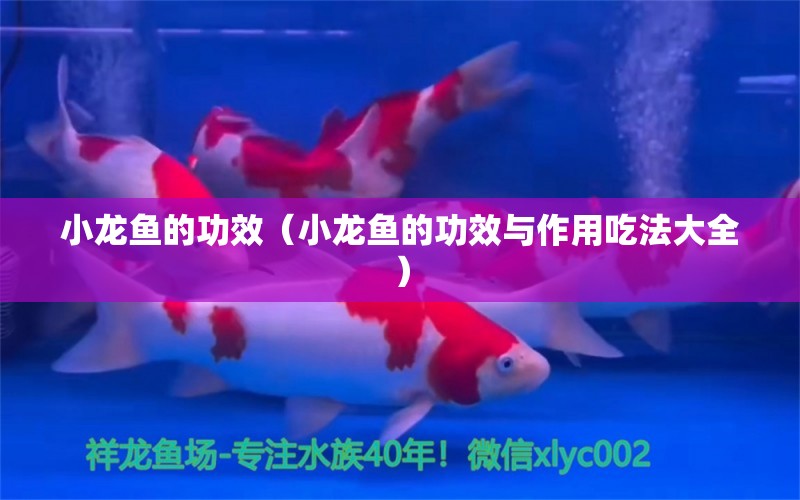 小龍魚的功效（小龍魚的功效與作用吃法大全） 祥龍水族醫(yī)院